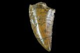 Serrated, Raptor Tooth - Real Dinosaur Tooth #89132-1